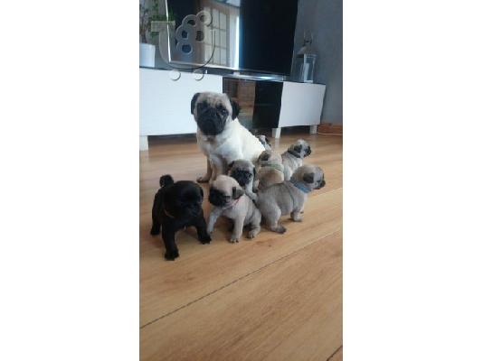 Διαθέσιμα κουτάβια PUG